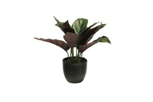 Zijde Calathea sunshine in pot groen 25cm 