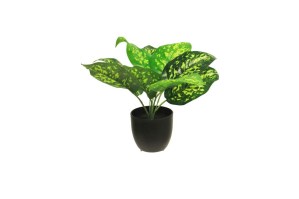 Zijde "Dieffenbachia sunshine" groen 28cm