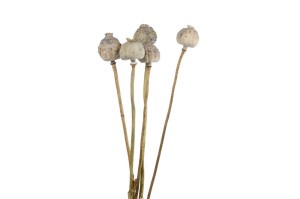 Droogbloemen Papaver naturel 5st 60cm