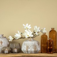 Magnolia Chayca S wit