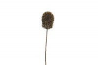kunsttak "Allium spray" goud 43cm