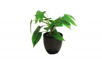 Zijde "Anthurium sunshine in pot" groen 25cm