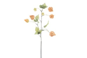 Kunst bloem Physalis