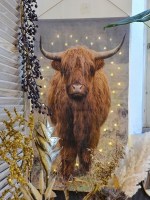 wanddoek Schotse Hooglander op canvas met ledlampjes M