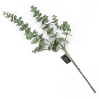 Eucalyptus tak