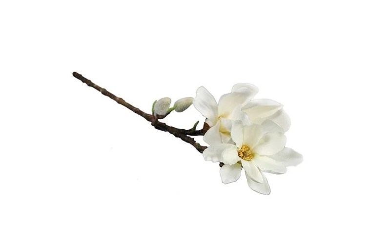 Magnolia Chayca M wit