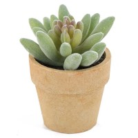 vetplant in pot