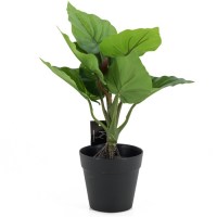 philodendron imperial in pot