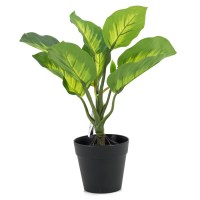 philodendron imperial in pot