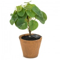 pannekoekplant in pot